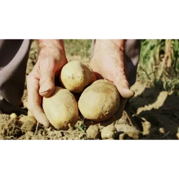 Organic Potato